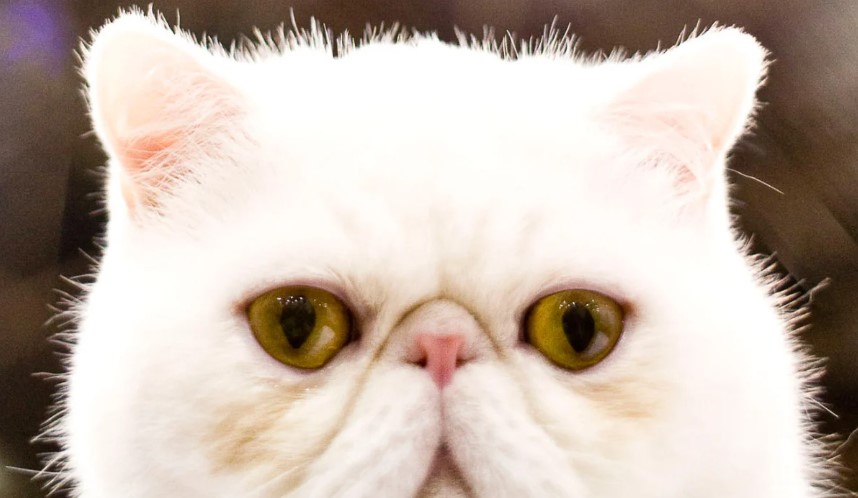 A Feline Affair: Exploring the Diverse World of Cat Breeds